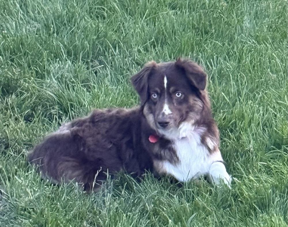 Enlarge Mocha, a Adoptable Australian Shepherd in Syracuse, NY image 6/6