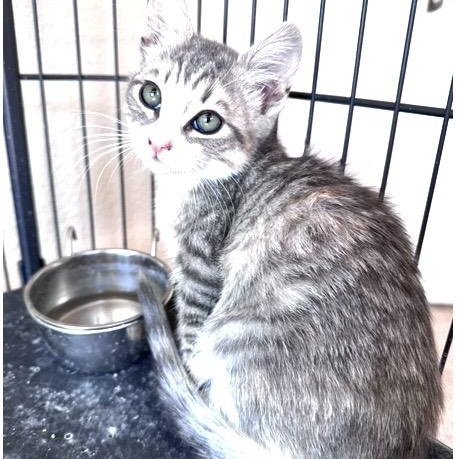 Polly, ADOPTABLE, Kitten Female Domestic Short Hair.