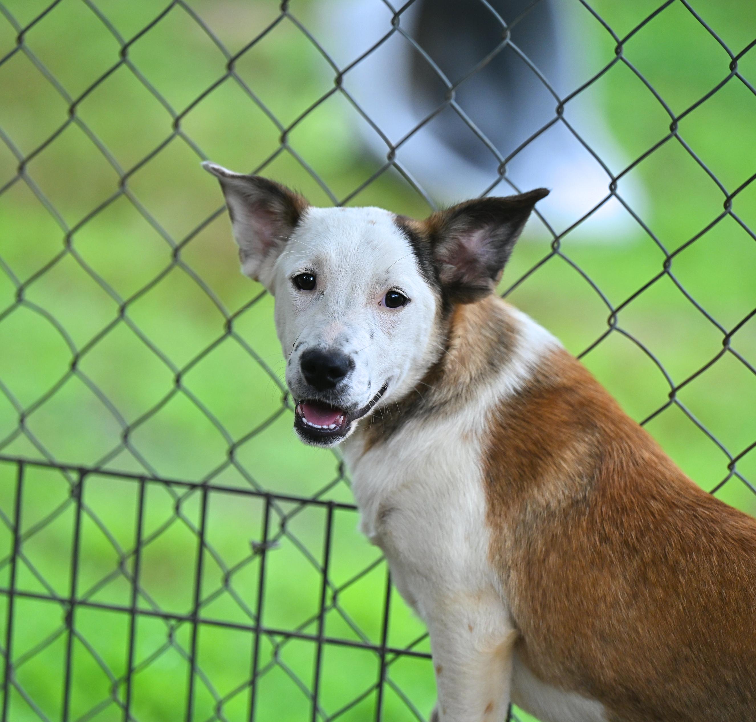 Bardot, ADOPTABLE, Puppy Female Labrador Retriever & Terrier.