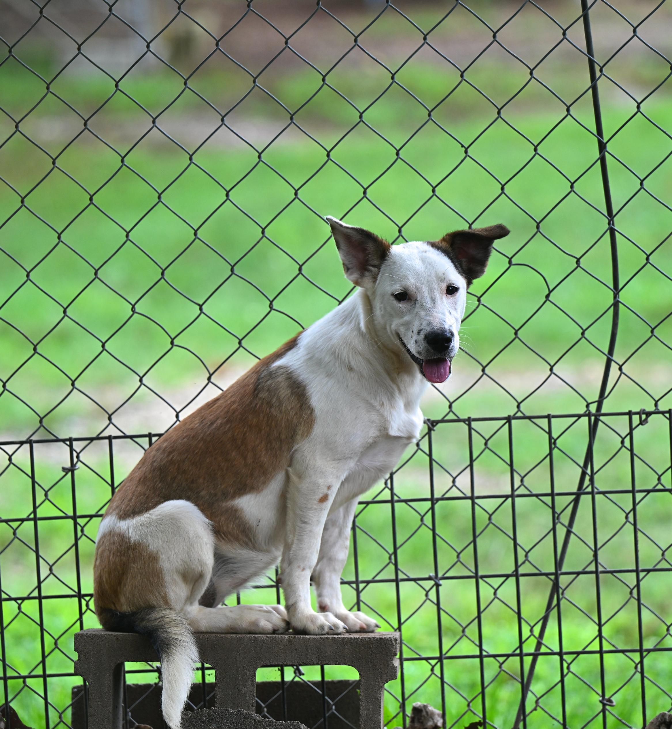 Bardot, a ADOPTABLE mixed breed in Newport, RI image 6/6