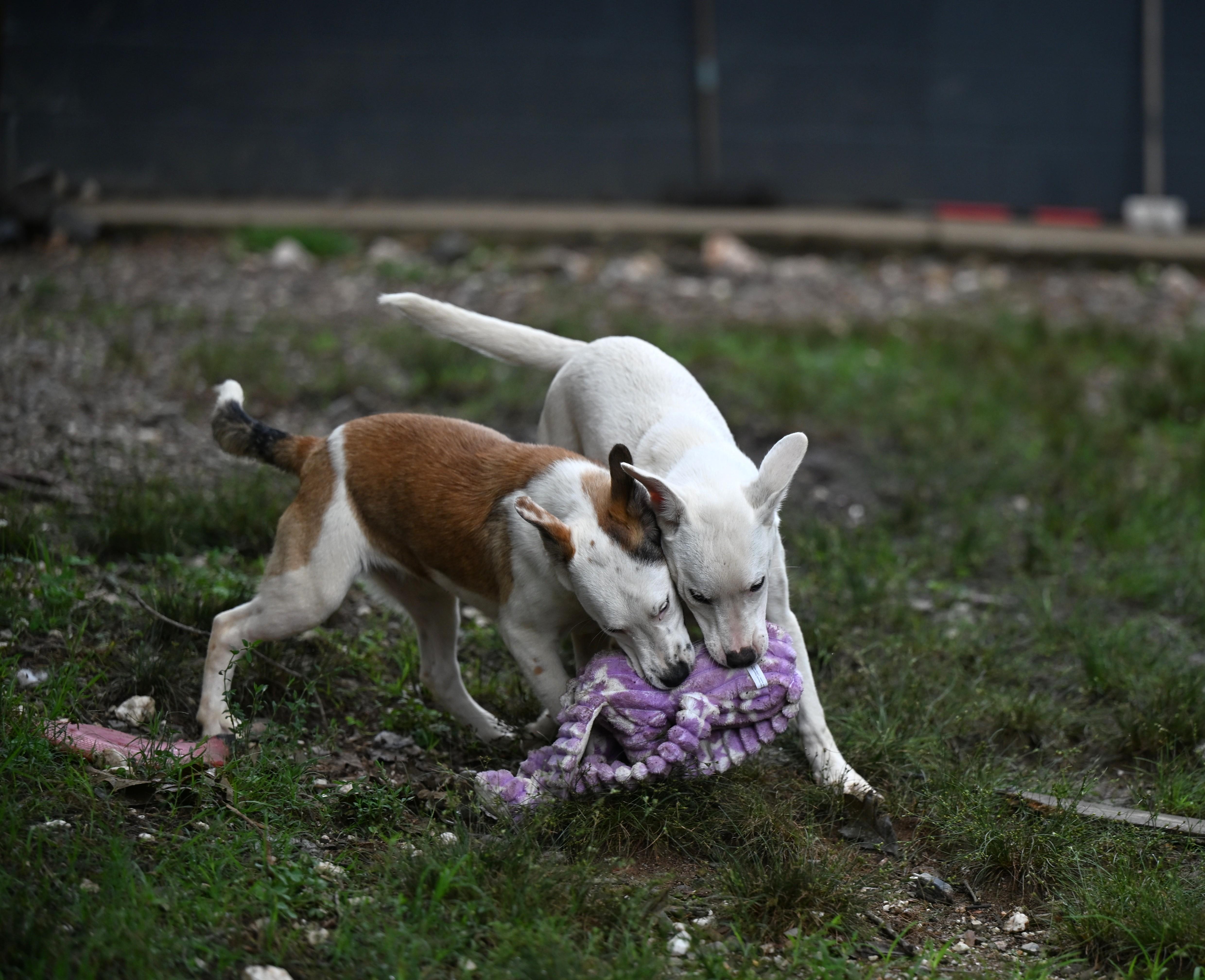 Bardot, a ADOPTABLE mixed breed in Newport, RI image 4/6