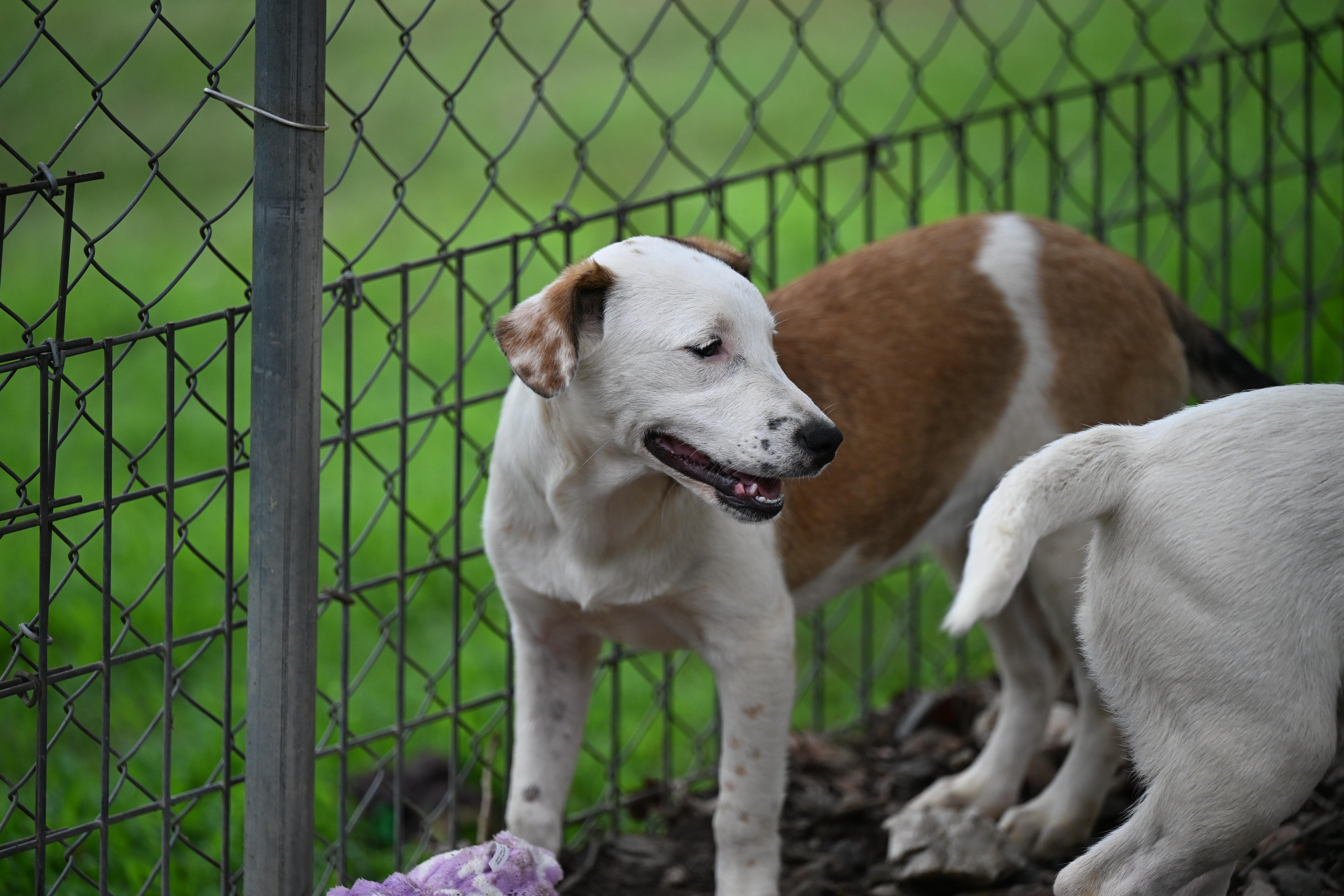 Bardot, a ADOPTABLE mixed breed in Newport, RI image 3/6