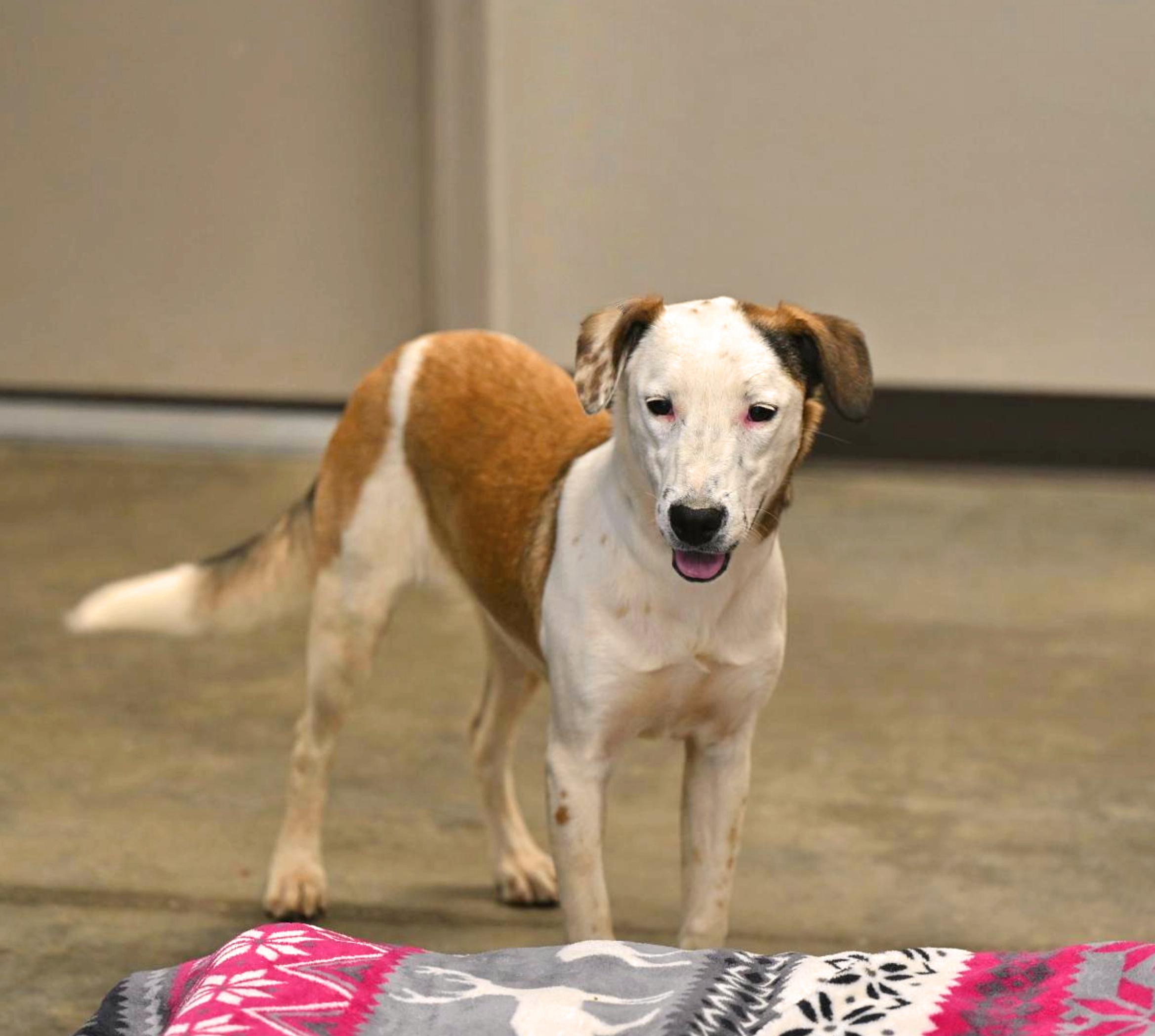 Bardot - WAIVED ADOPTION FEE, Adoptable, Puppy Female American Bulldog & Labrador Retriever.