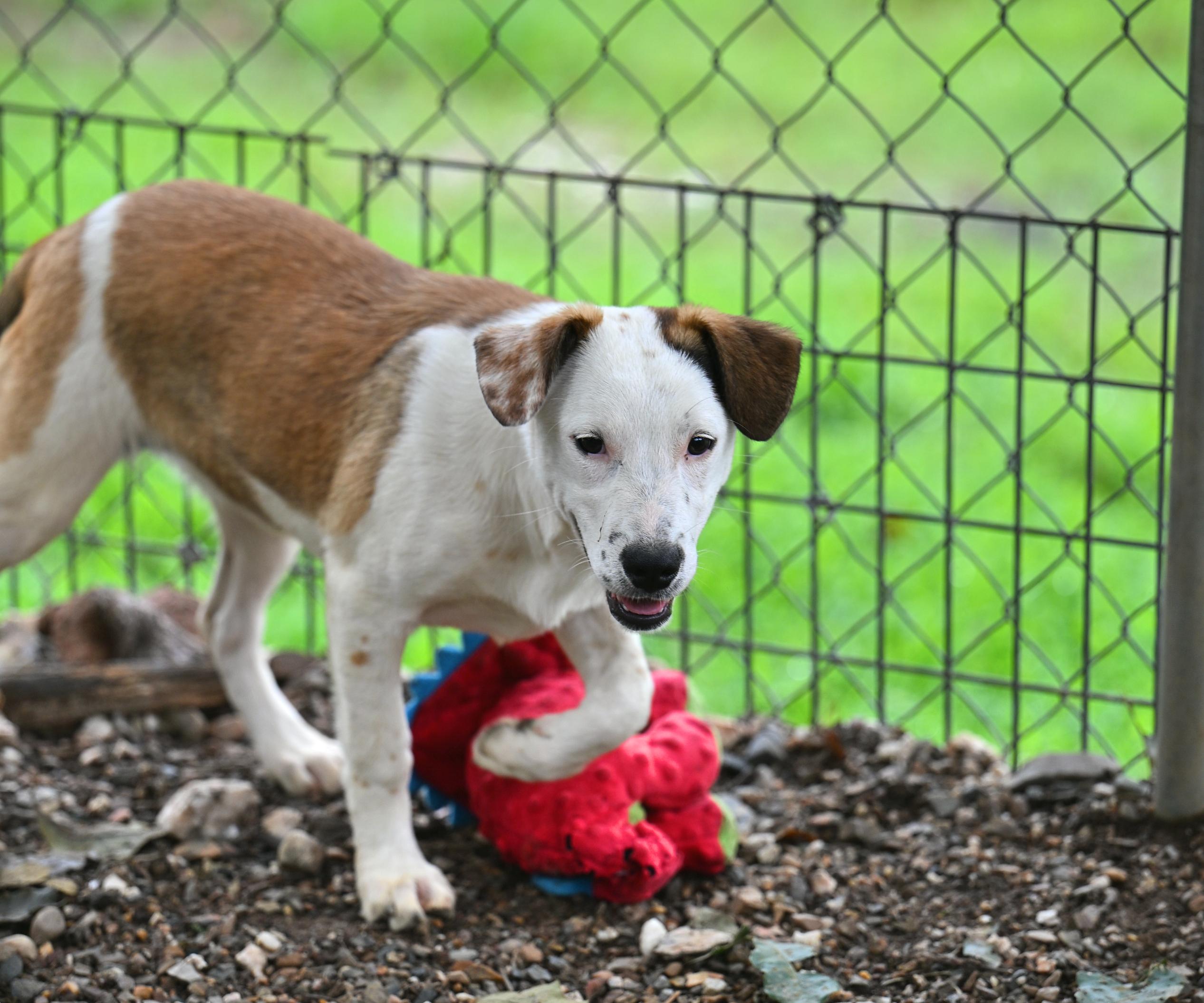 Bardot, a ADOPTABLE mixed breed in Newport, RI image 5/6