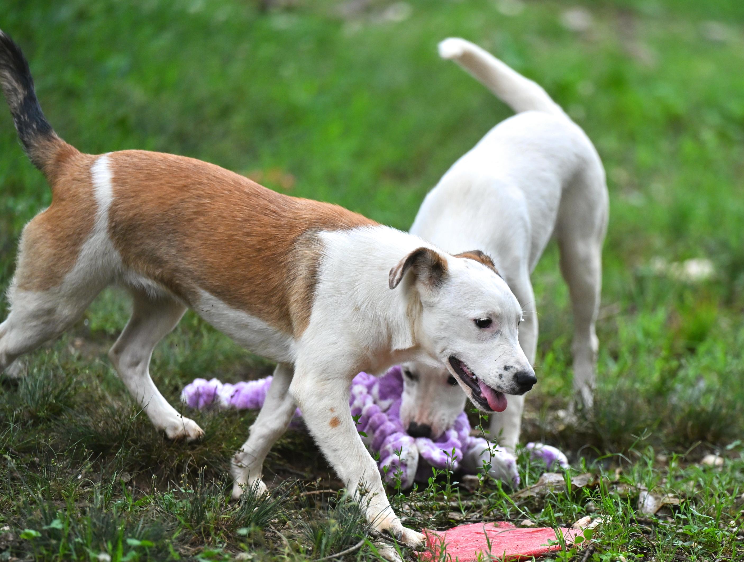 Bardot, a ADOPTABLE mixed breed in Newport, RI image 2/6