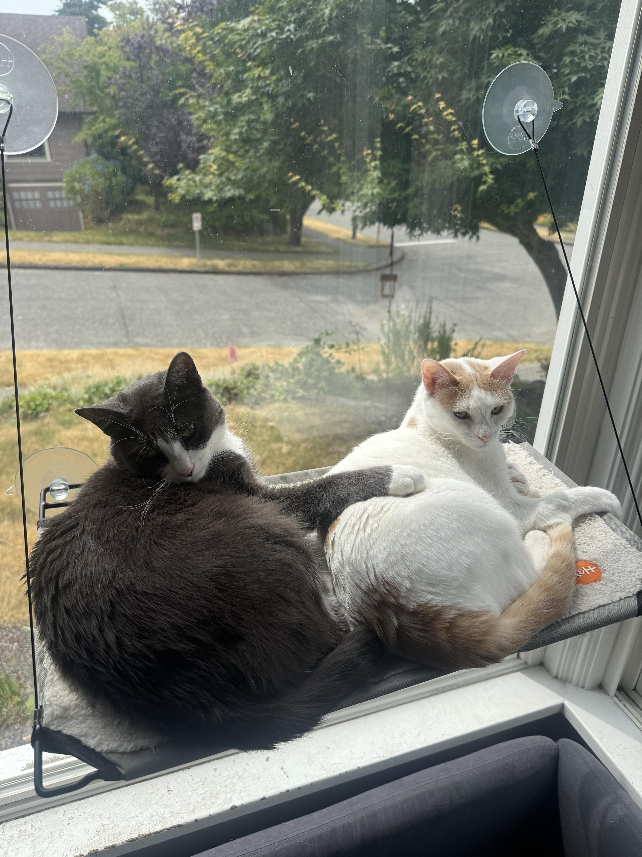 Shishito and Tabasco, a Adoptable Domestic Short Hair in Seattle, WA image 5/5