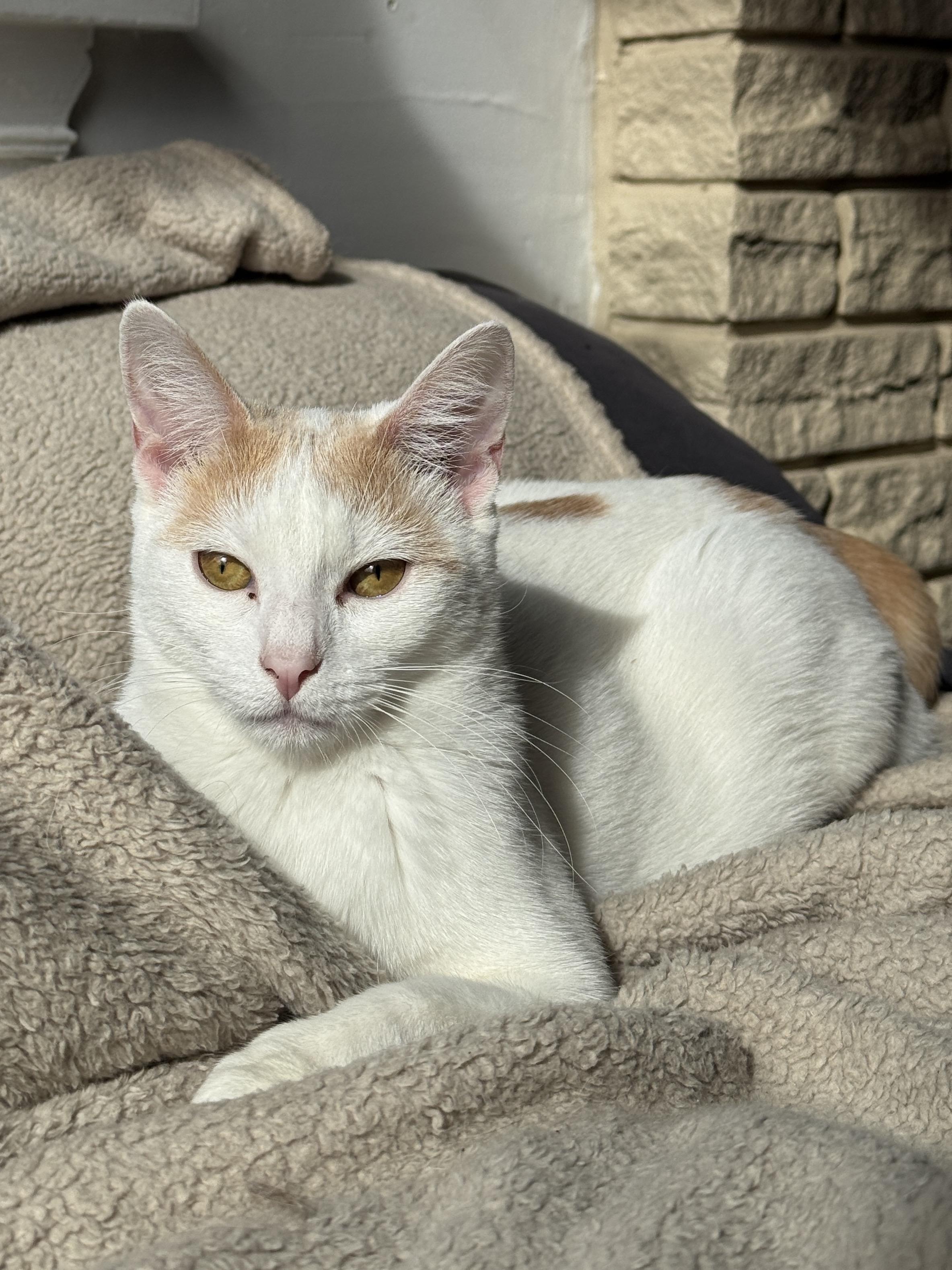 Shishito and Tabasco, a Adoptable Domestic Short Hair in Seattle, WA image 2/5