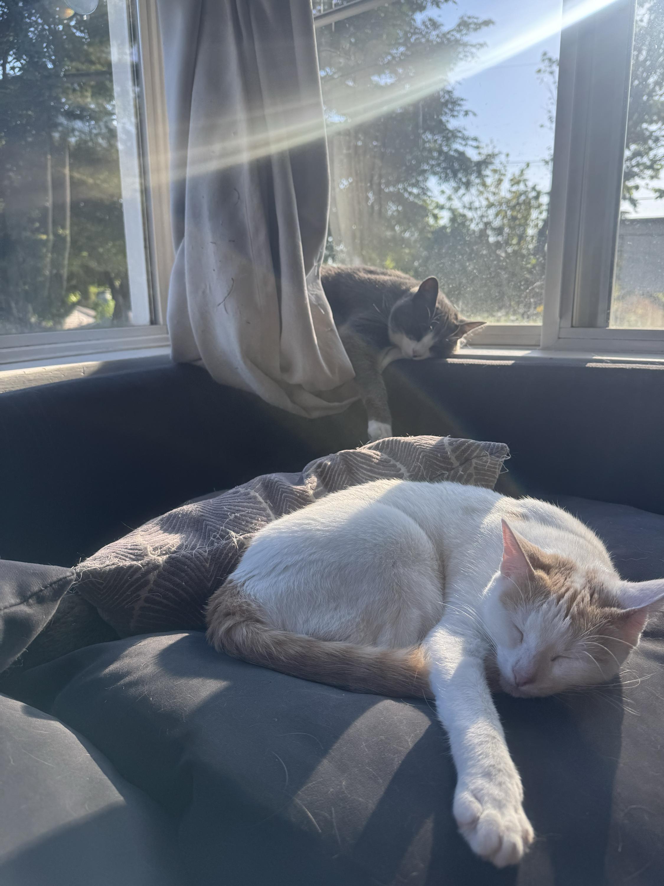 Shishito and Tabasco, a Adoptable Domestic Short Hair in Seattle, WA image 4/5