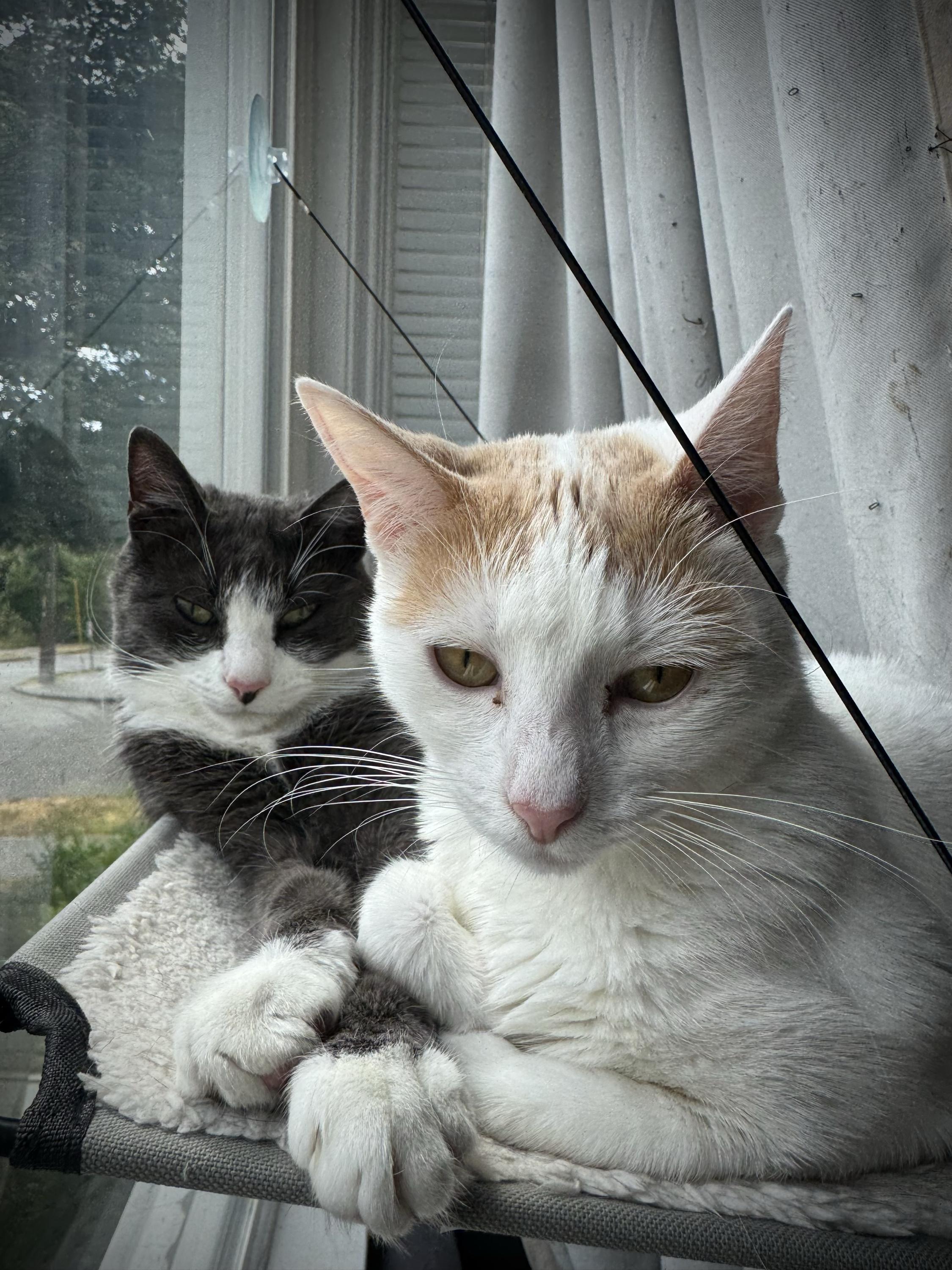 Shishito and Tabasco, a Adoptable Domestic Short Hair in Seattle, WA image 1/5