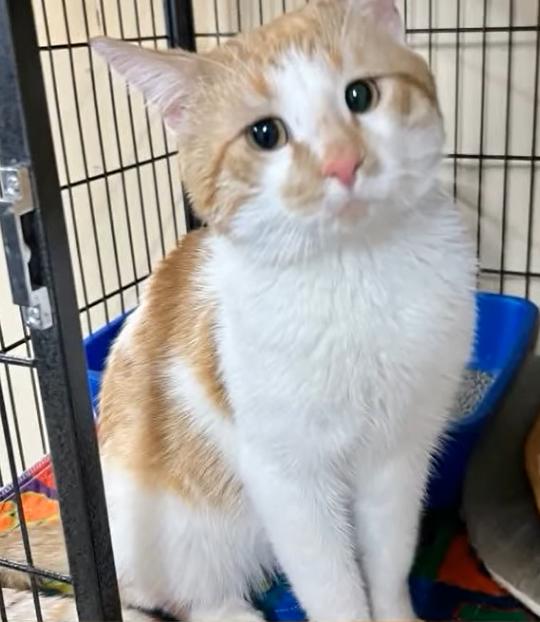 Cadbury, an adopted Domestic Short Hair in New Richmond, WI image 2/3