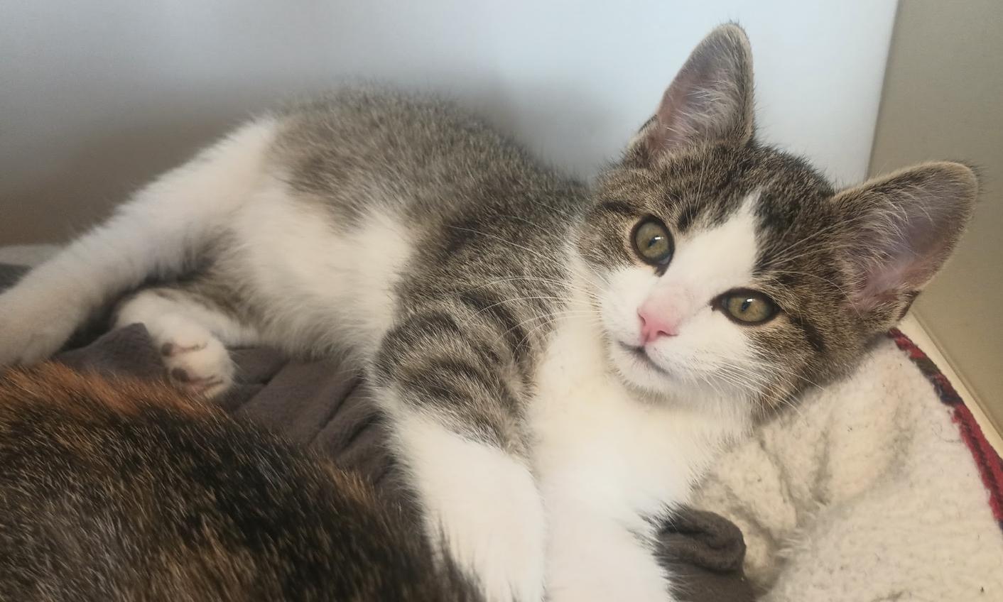 Voodoo, Adopted, Young Male Domestic Short Hair.