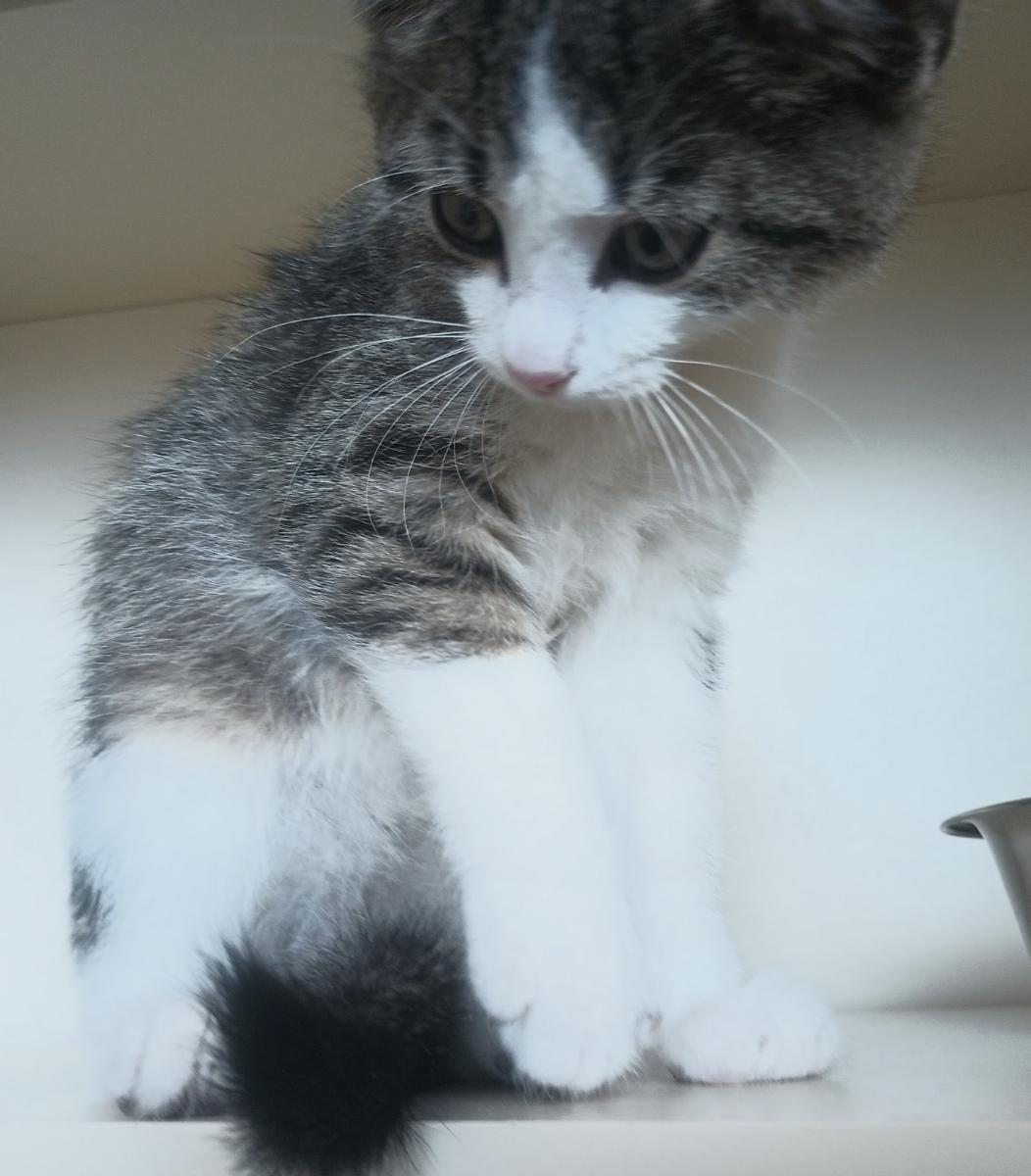 Enlarge Voodoo, a Adopted Domestic Short Hair in Buena Vista, CO image 3/3