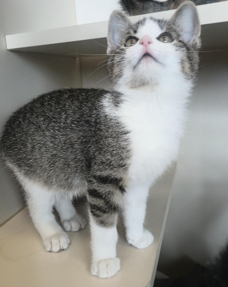 Enlarge Voodoo, a Adopted Domestic Short Hair in Buena Vista, CO image 2/3