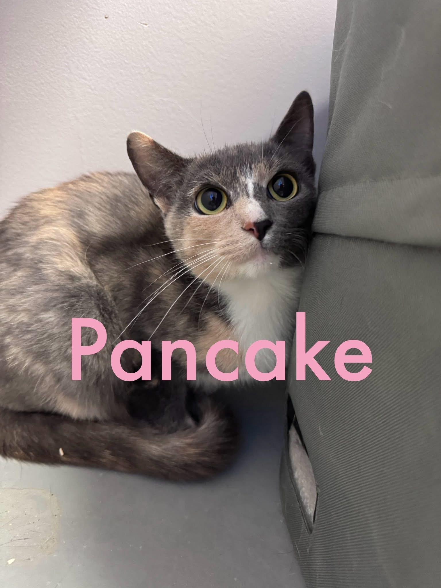 Enlarge PanCake, a Adoptable Domestic Short Hair in Hartford, KY image 1/1