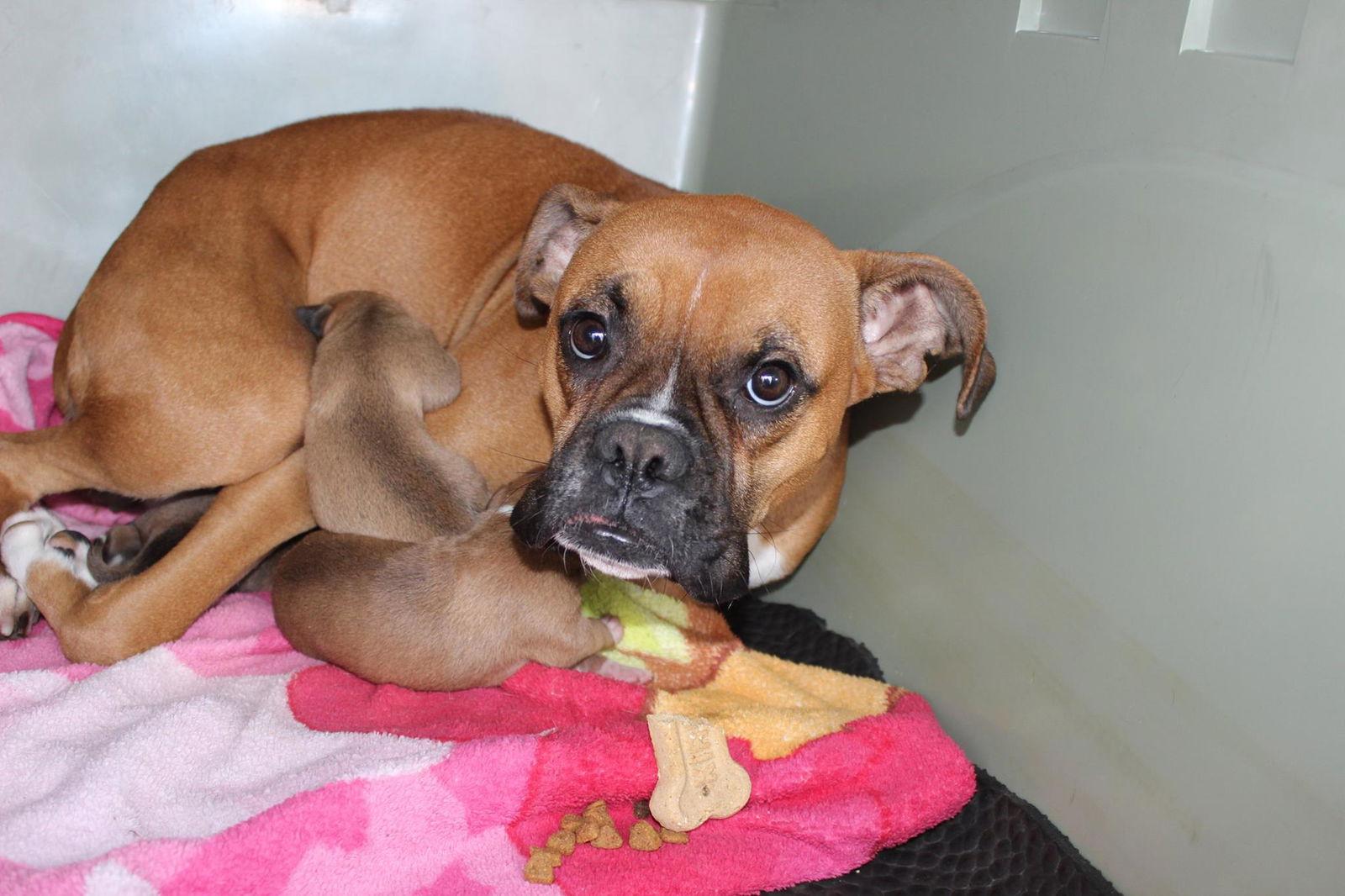 Enlarge Sister, a Adopted Boxer in Shakopee, MN image 1/3