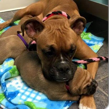 Enlarge Sister, a Adopted Boxer in Shakopee, MN image 2/3