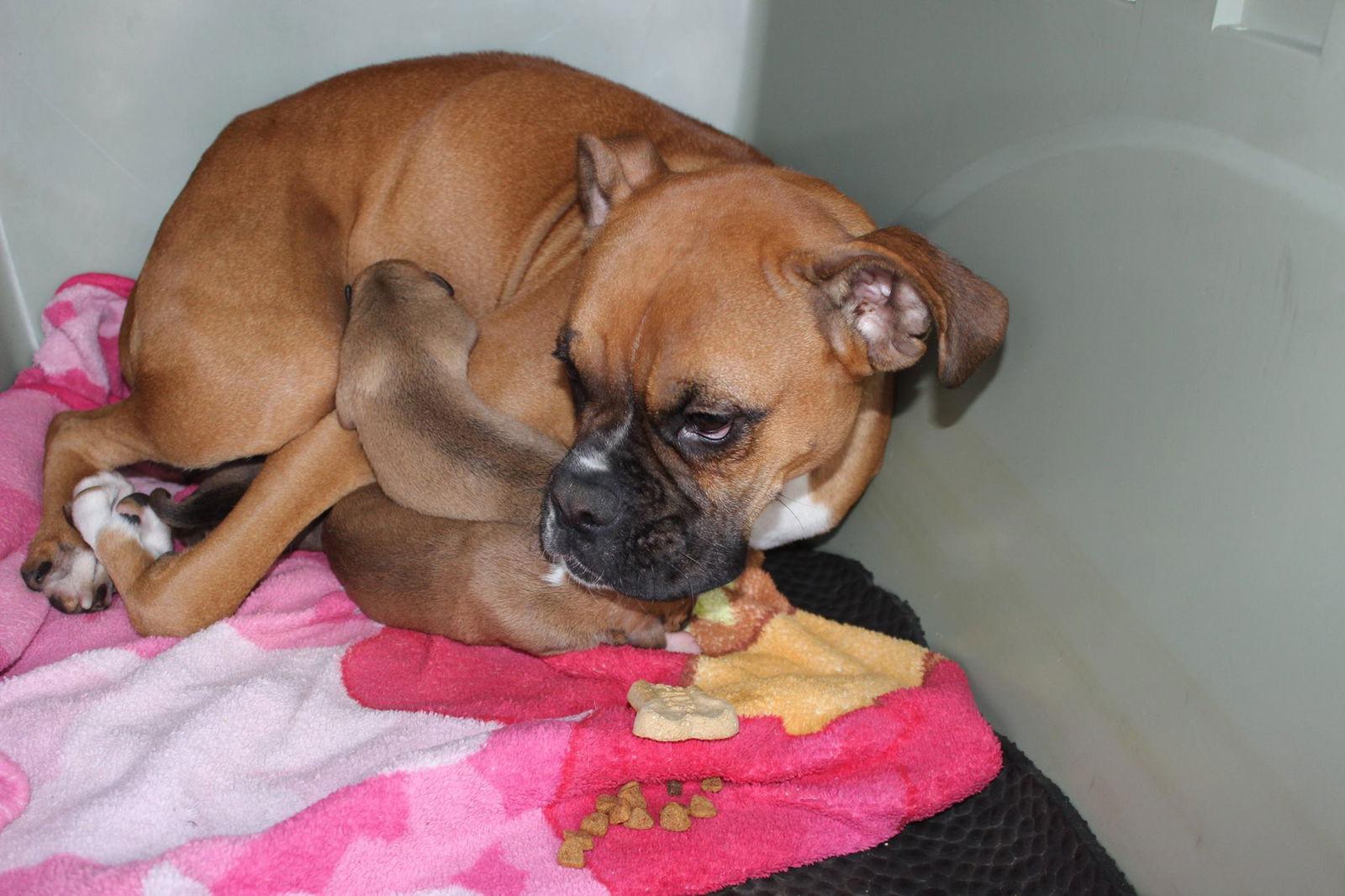 Enlarge Sister, a Adopted Boxer in Shakopee, MN image 3/3