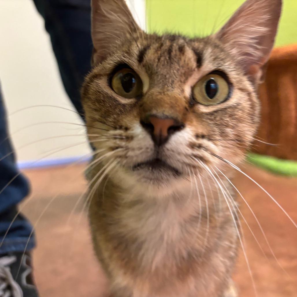 Nutmeg, Adoptable, Adult Female Domestic Short Hair.