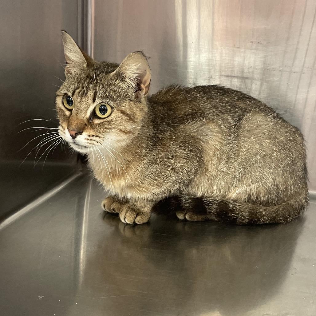 Nutmeg, a Adoptable Domestic Short Hair in Port Charlotte, FL image 2/2