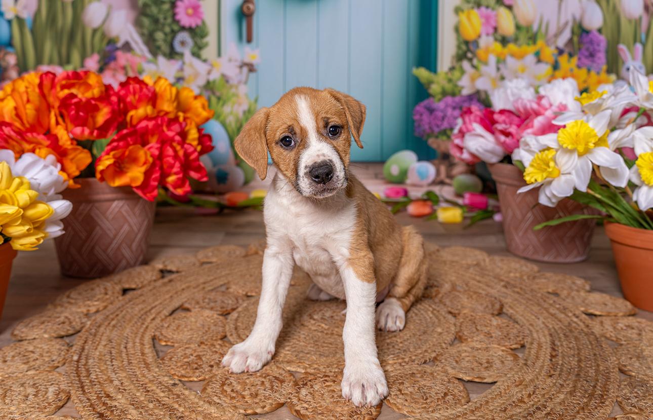 Sandie, Adopted, Young Female Black Mouth Cur & Boxer.