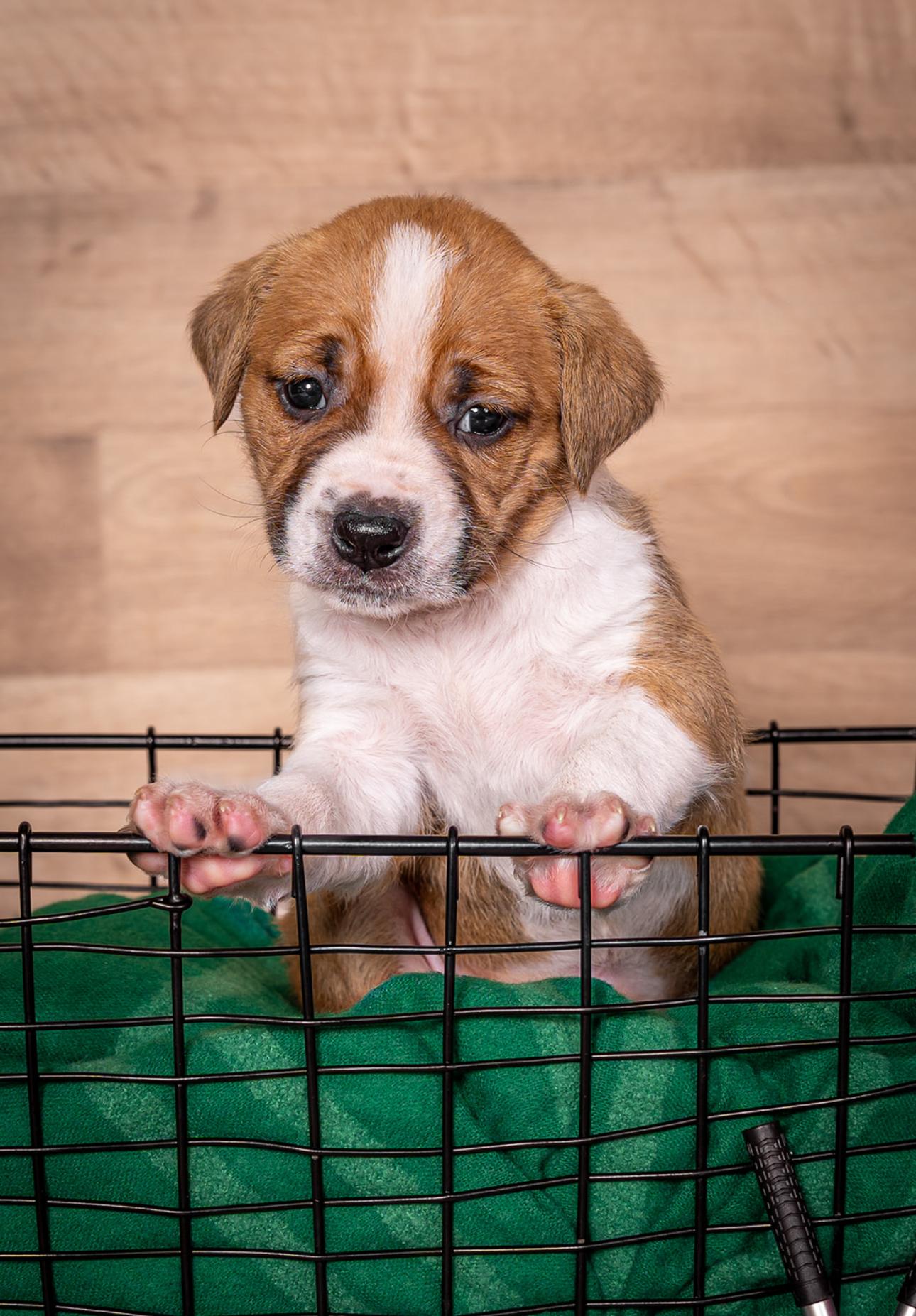 Enlarge Sandie, a Adopted mixed breed in MOORESVILLE, NC image 4/5
