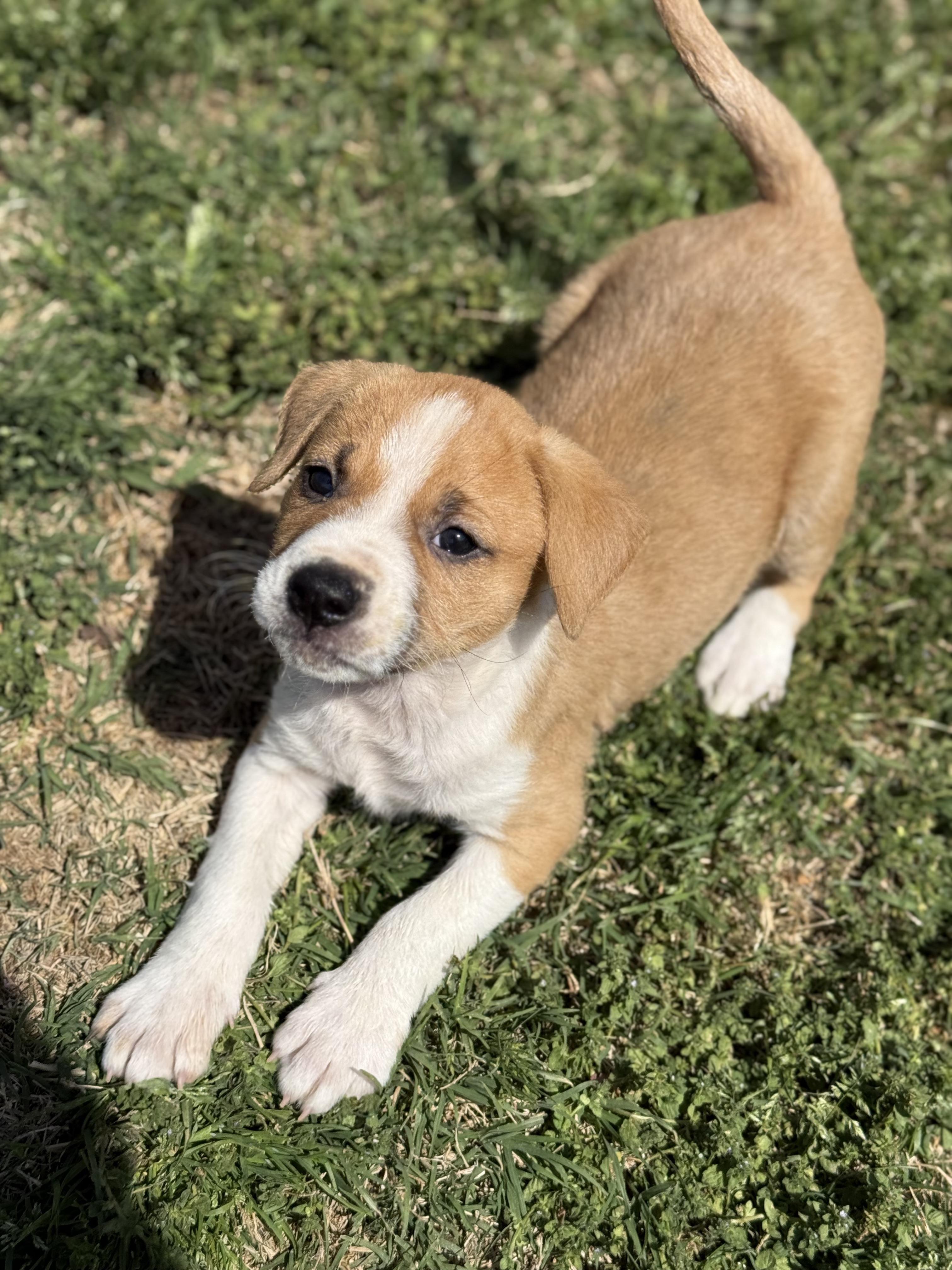 Enlarge Sandie, a Adopted mixed breed in MOORESVILLE, NC image 2/5