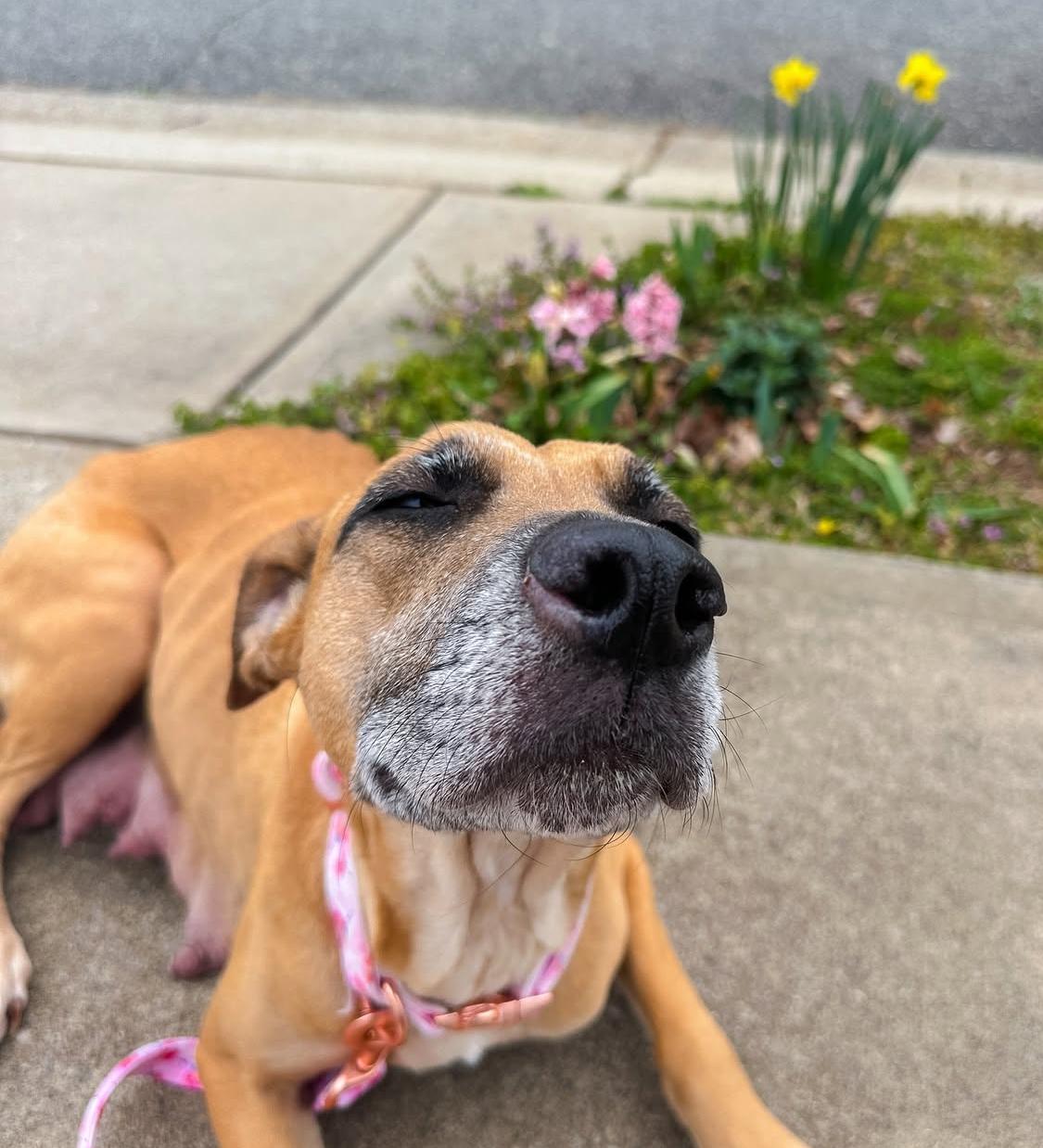 Enlarge Sandie, a Adopted mixed breed in MOORESVILLE, NC image 5/5