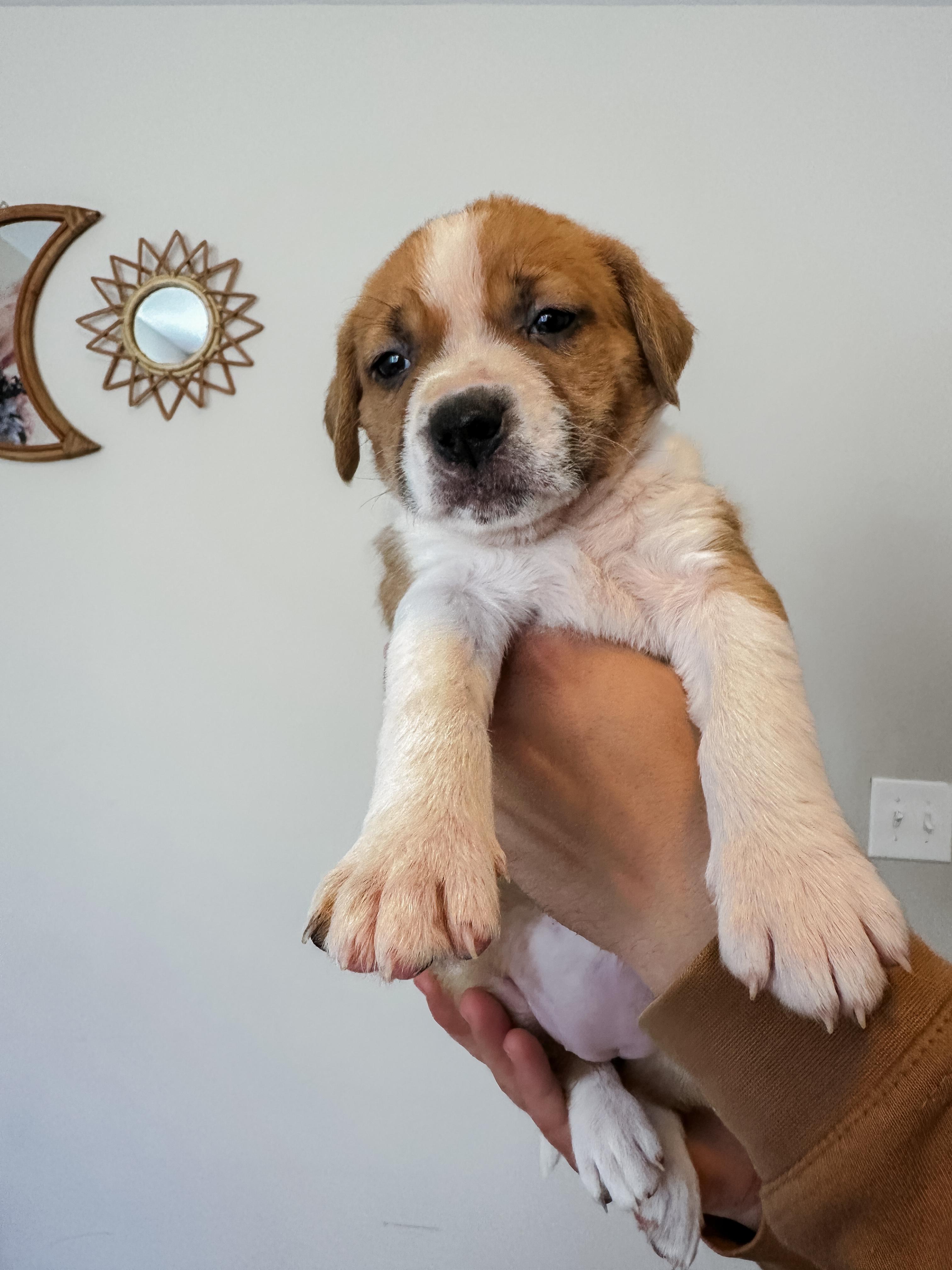 Enlarge Sandie, a Adopted mixed breed in MOORESVILLE, NC image 3/5