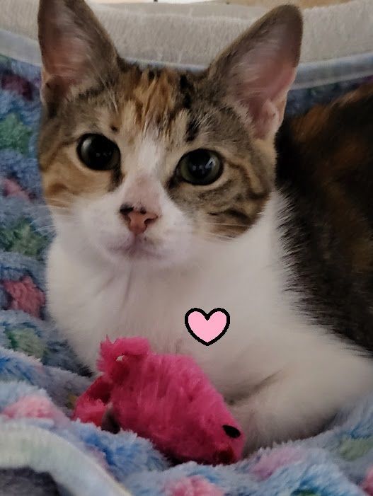 Enlarge June Bug., a Adoptable Calico in Miami Beach, FL image 1/11