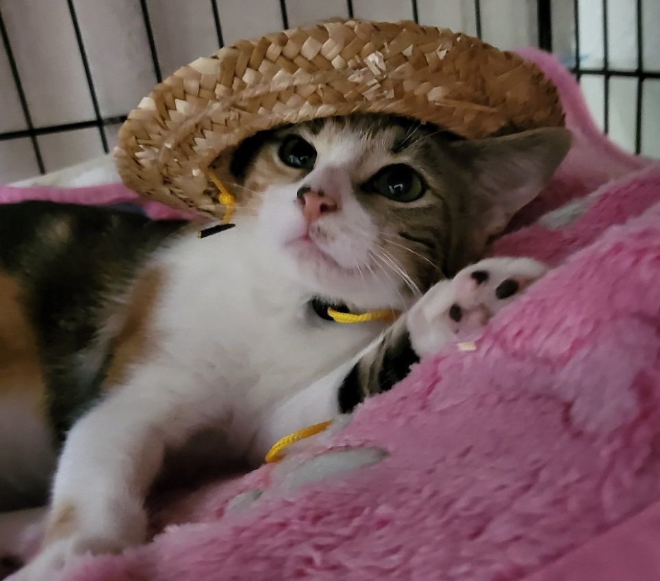 Enlarge June Bug., a Adoptable Calico in Miami Beach, FL image 2/11