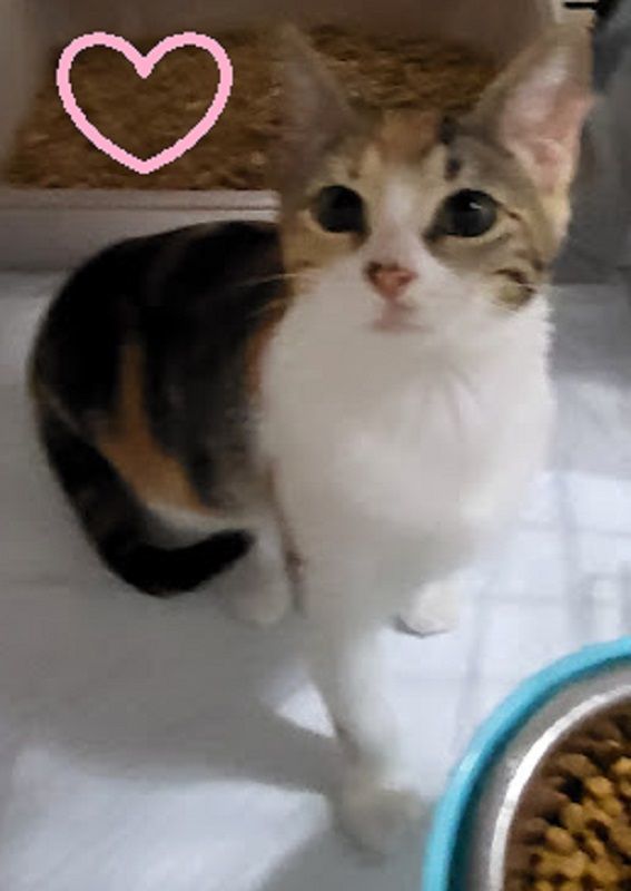 Enlarge June Bug., a Adoptable Calico in Miami Beach, FL image 3/11