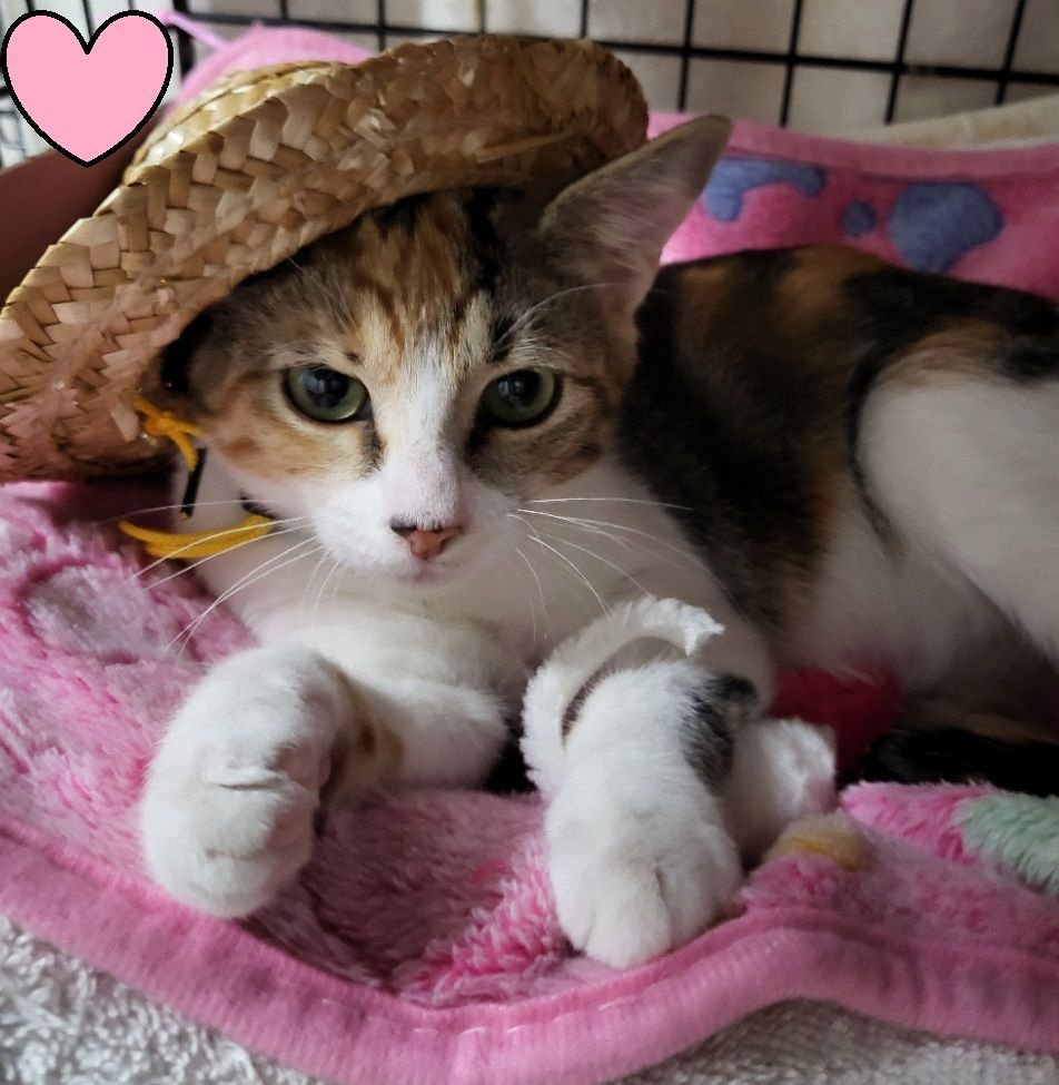 Enlarge June Bug., a Adoptable Calico in Miami Beach, FL image 4/11