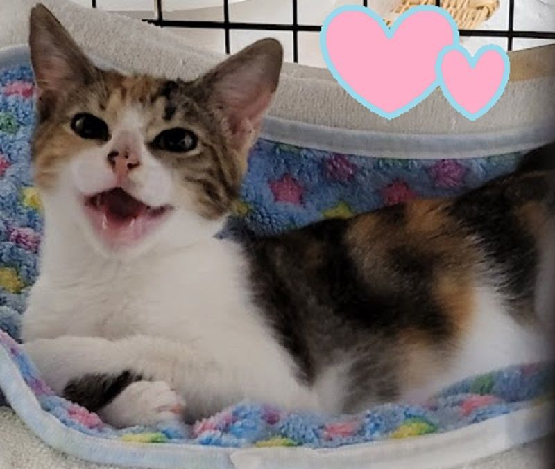 Enlarge June Bug., a Adoptable Calico in Miami Beach, FL image 5/11