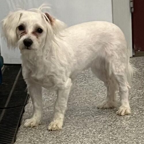 Gwen, a Adoptable Maltese in Vienna, ON image 1/6