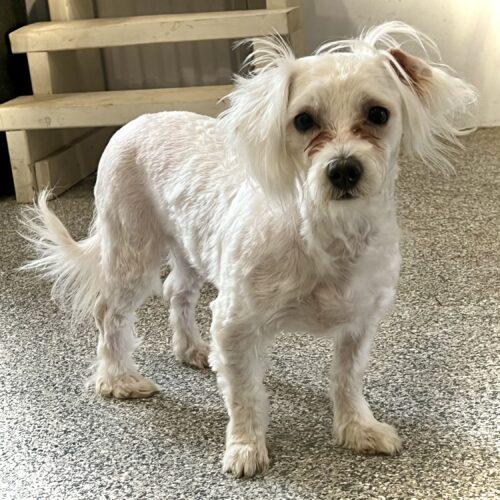 Gwen, a Adoptable Maltese in Vienna, ON image 2/6