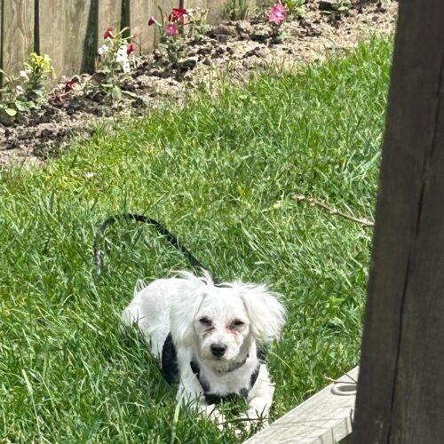 Gwen, a Adoptable Maltese in Vienna, ON image 3/6