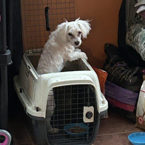 Enlarge Gwen, a Adoptable Maltese in Vienna, ON image 3/5