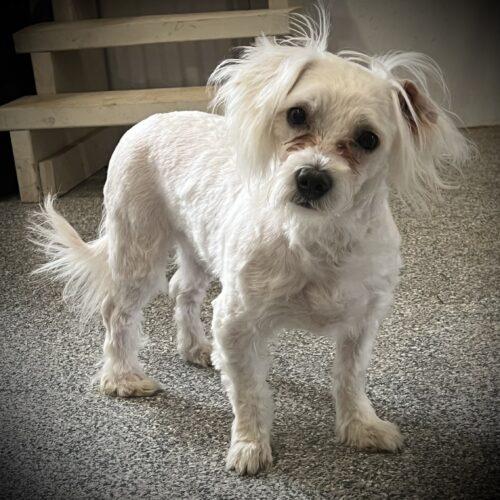 Gwen, a Adoptable Maltese in Vienna, ON image 4/6