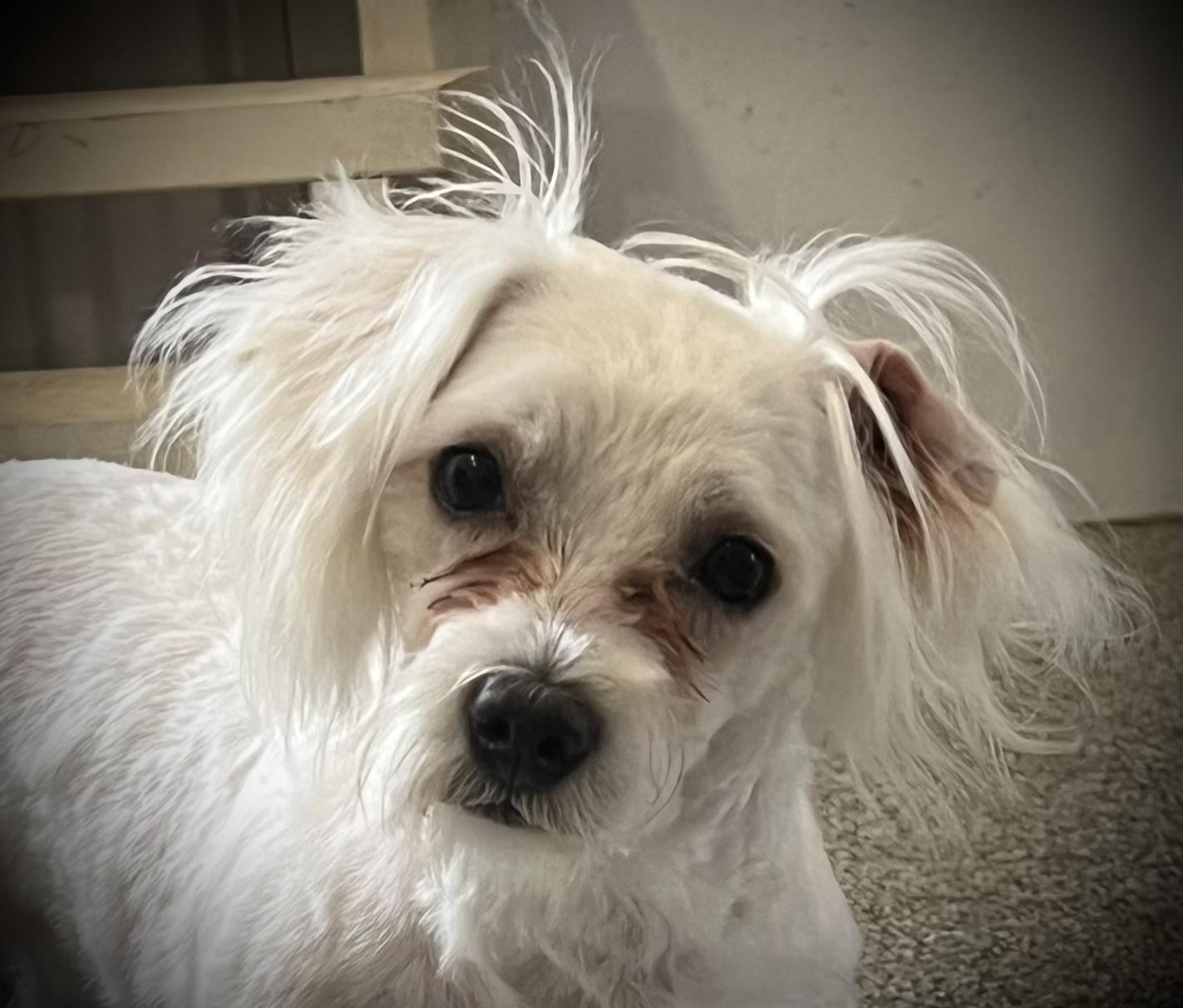 Gwen, a Adoptable Maltese in Vienna, ON image 5/6