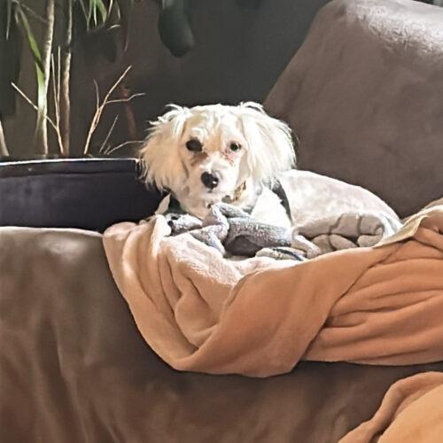 Gwen, a Adoptable Maltese in Vienna, ON image 6/6