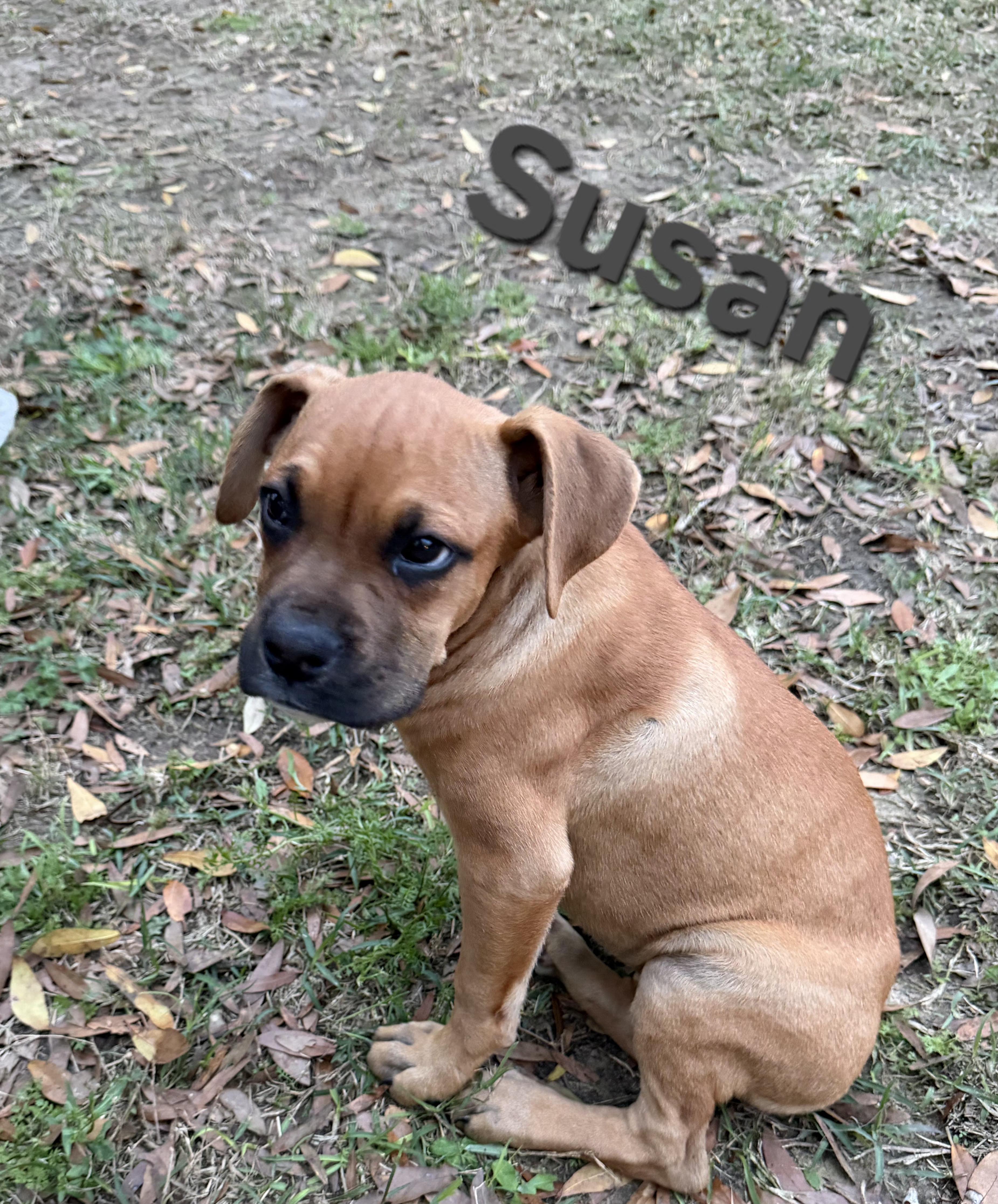 Enlarge Susan, an adopted mixed breed in Pace, FL image 1/1