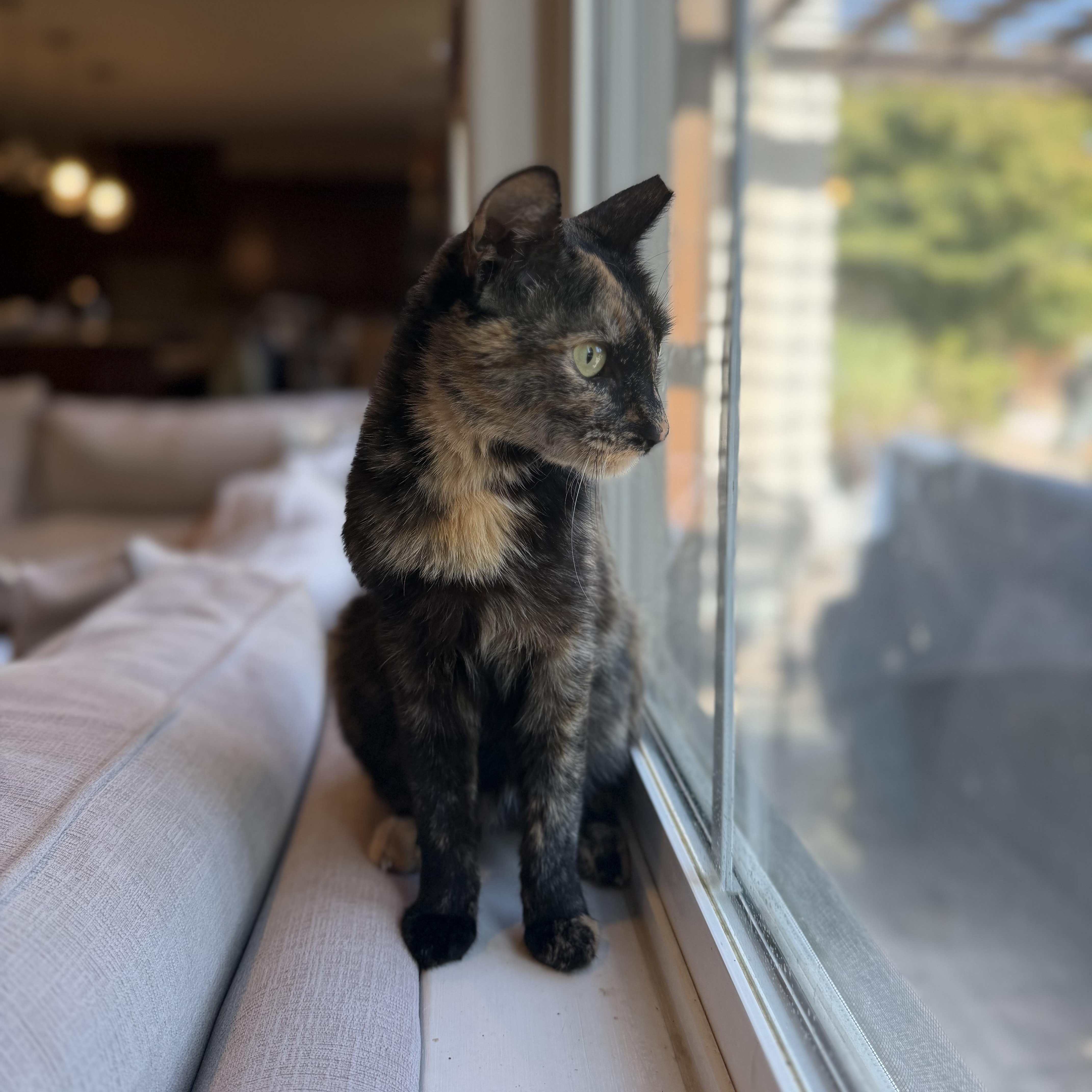 Enlarge Romy (playful / loving / curious), a Adoptable mixed breed in San Jose, CA image 1/3