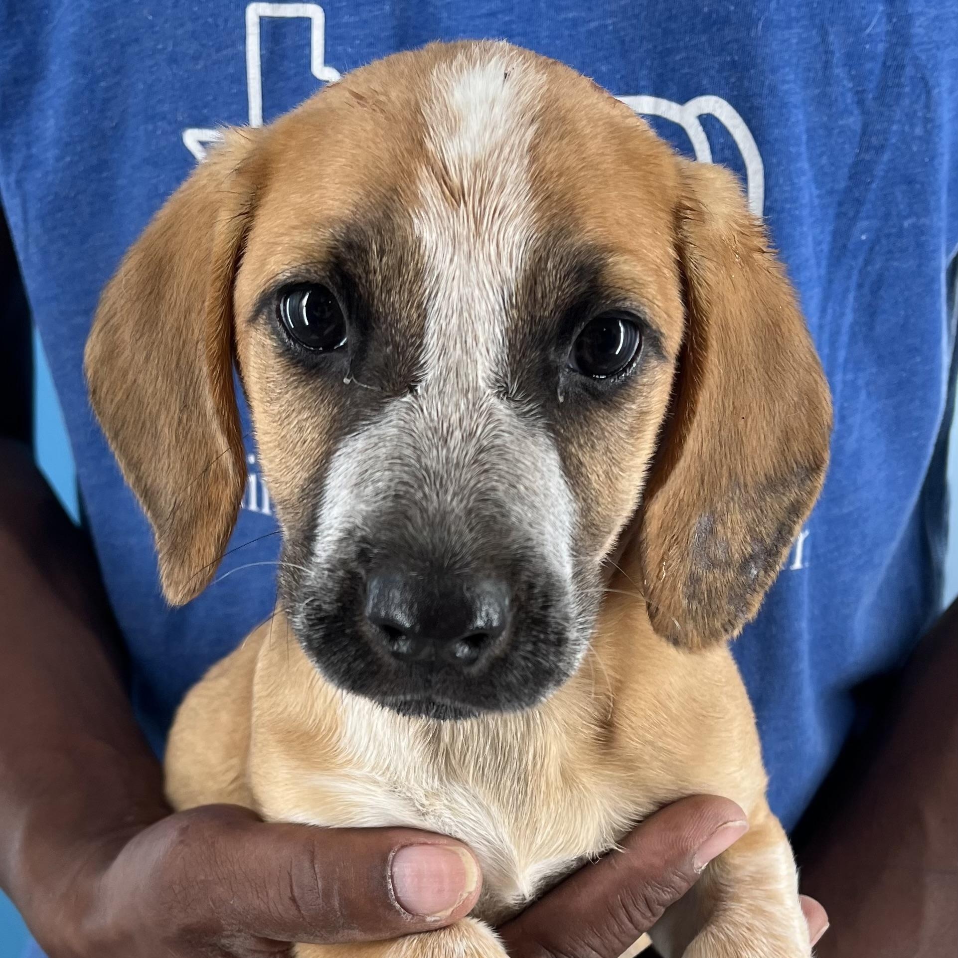 Annie - Local August 22-24, Baby Female unknown