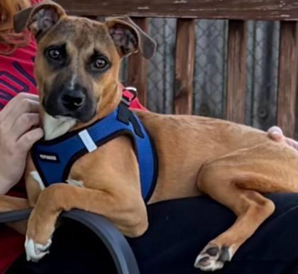 Mavis, Adoptable, Puppy Female Black Mouth Cur & Mixed Breed.