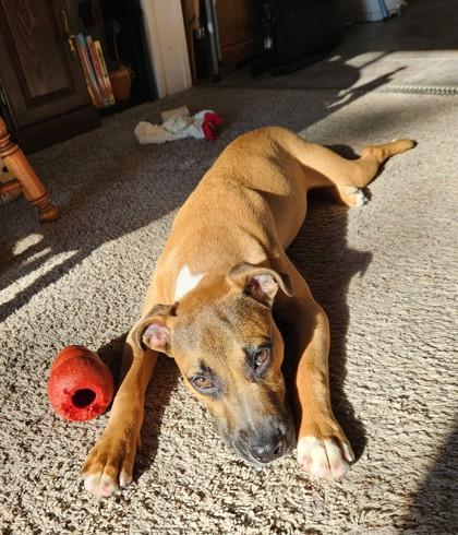 Enlarge Mavis, a Adoptable mixed breed in South Bend, IN image 2/3