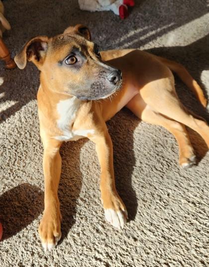 Enlarge Mavis, a Adoptable mixed breed in South Bend, IN image 3/3