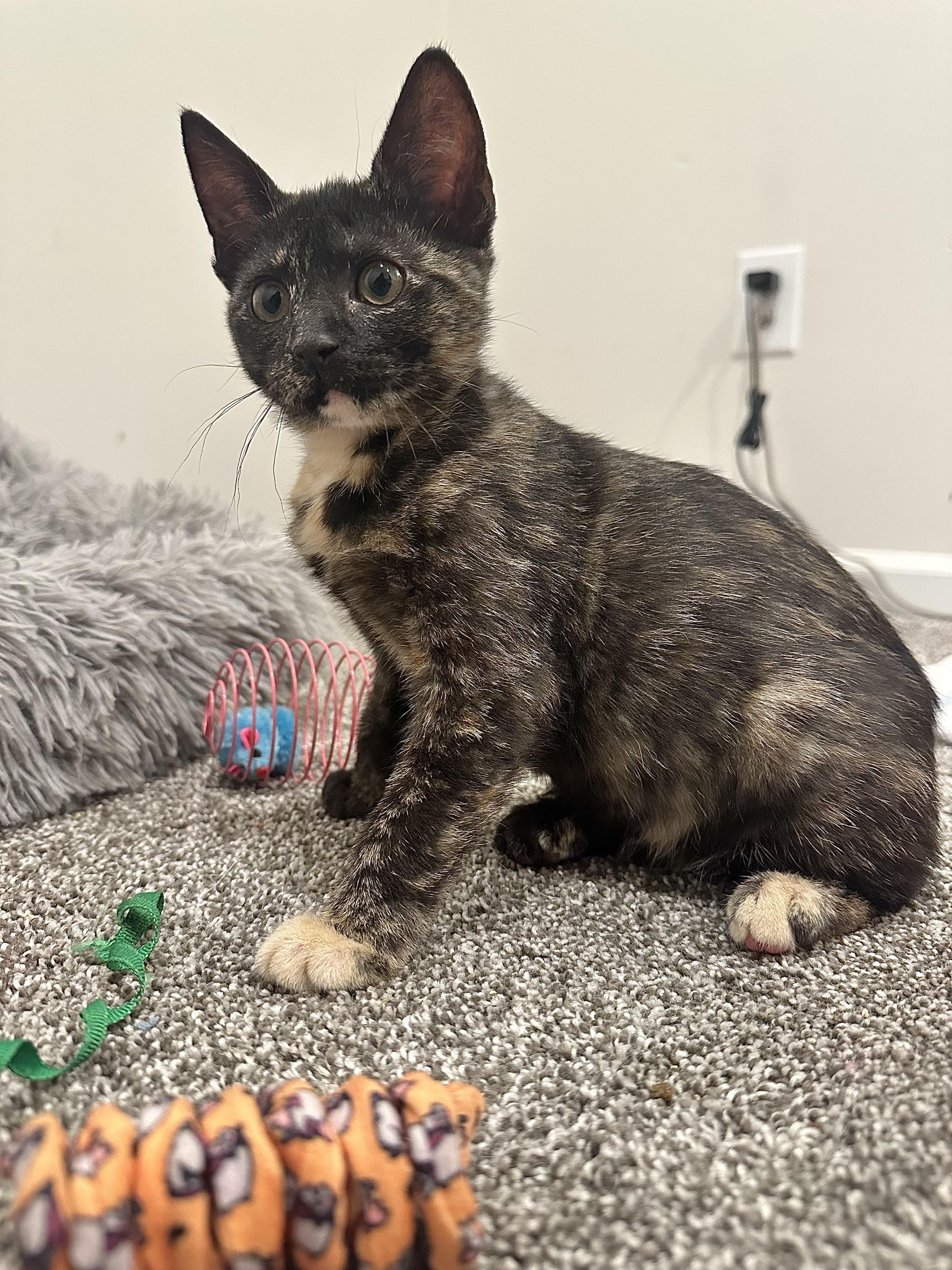 Miso, an adoptable Domestic Short Hair in Pleasantville, NJ image 4/4