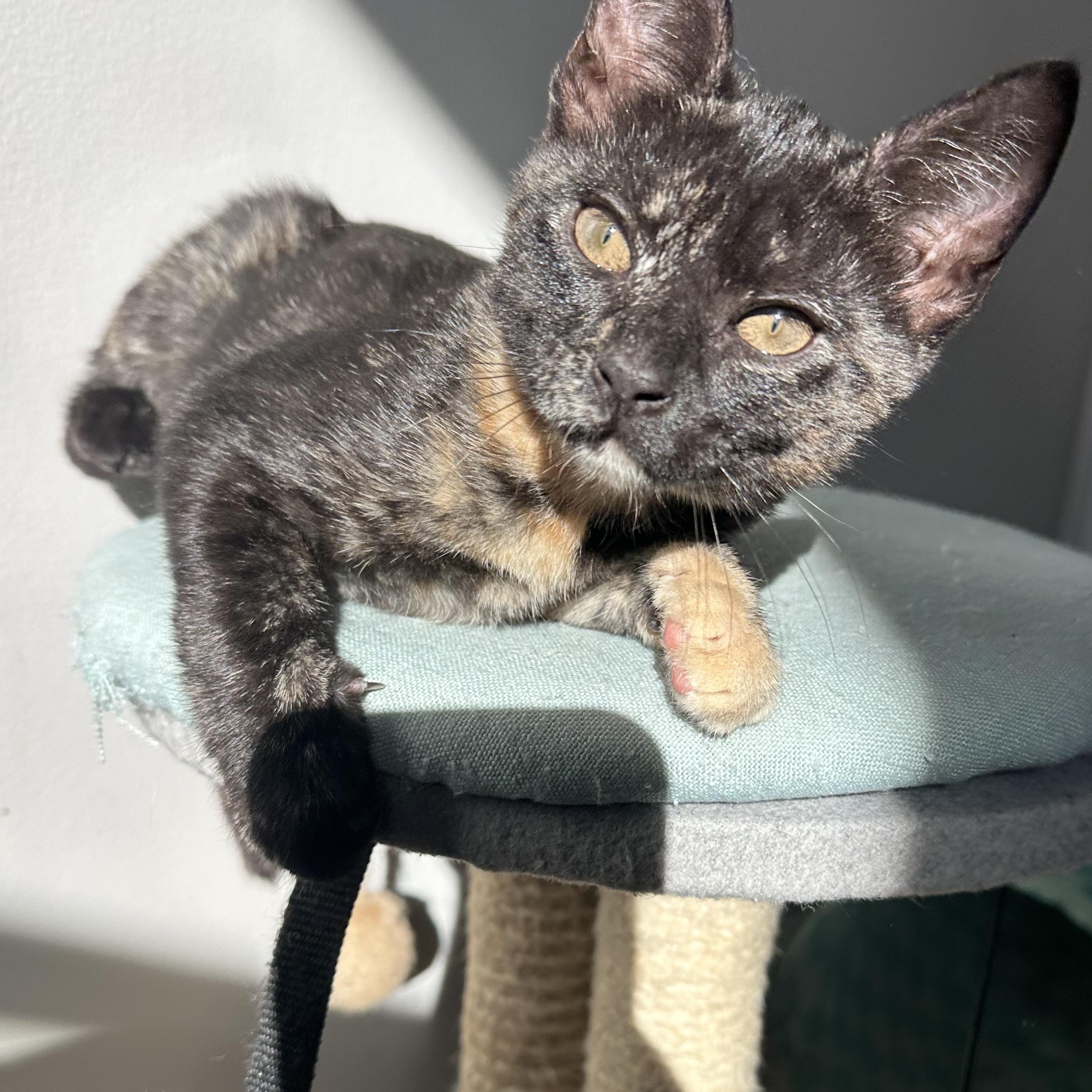 Miso, an adoptable Domestic Short Hair in Pleasantville, NJ image 1/4