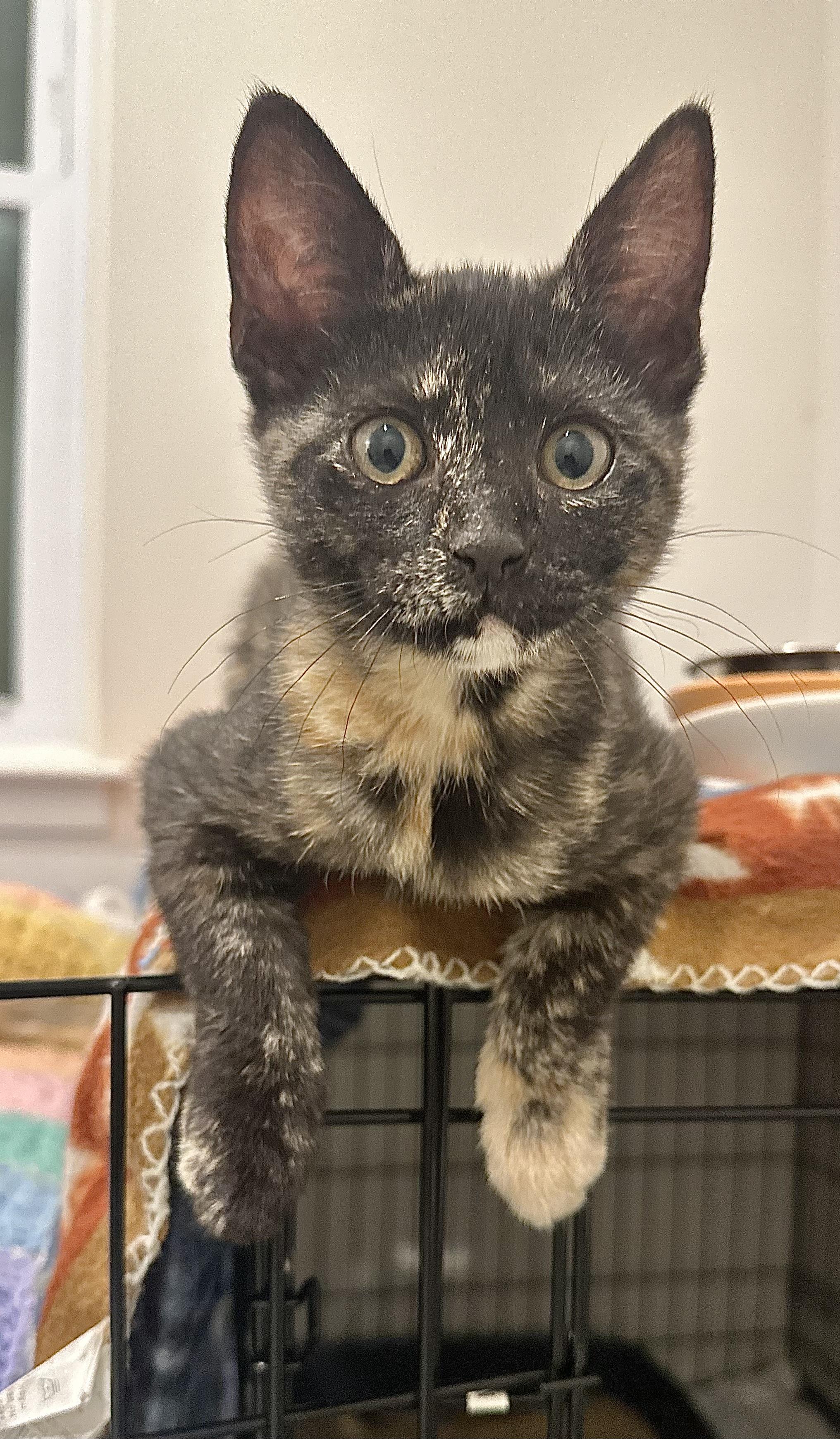 Miso, an adoptable Domestic Short Hair in Pleasantville, NJ image 2/4