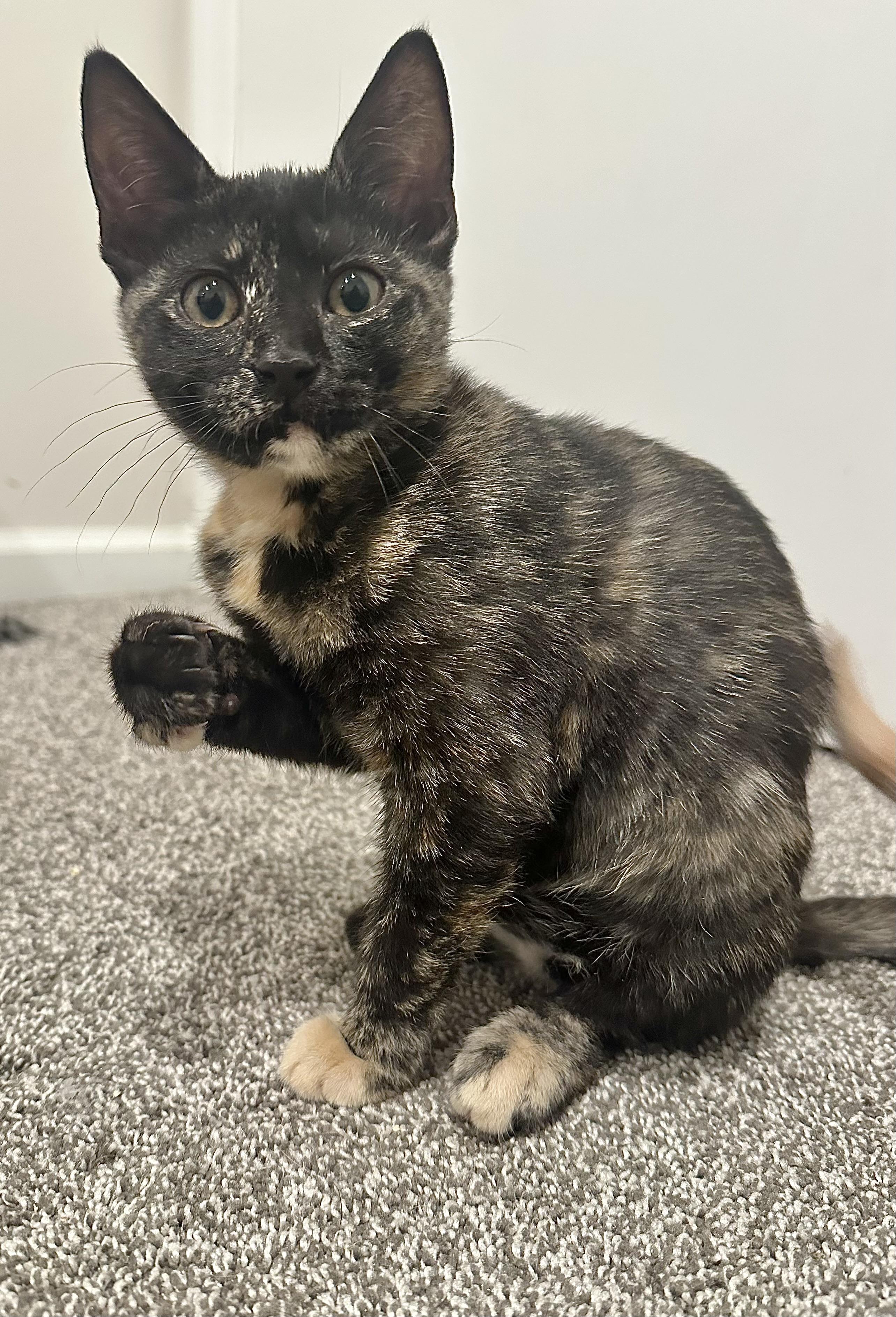 Miso, an adoptable Domestic Short Hair in Pleasantville, NJ image 3/4